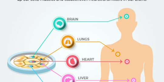 Amino-acids Infographic