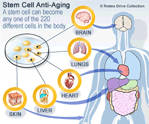 Amino-acids Infographic (OLD)